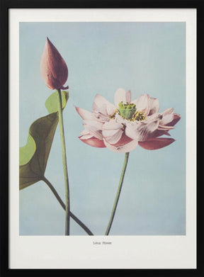 Lotus Flowers Poster - Corkframes.com