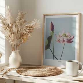 Lotus Flowers Poster - Corkframes.com