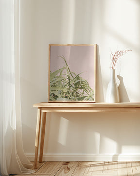 Cacti on Pink Poster