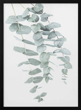 Eucalyptus I Poster