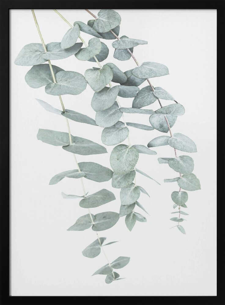 Eucalyptus I Poster