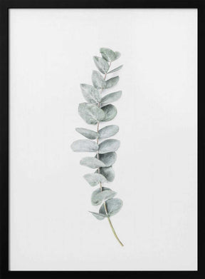 Eucalyptus II Poster