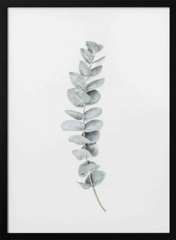 Eucalyptus II Poster