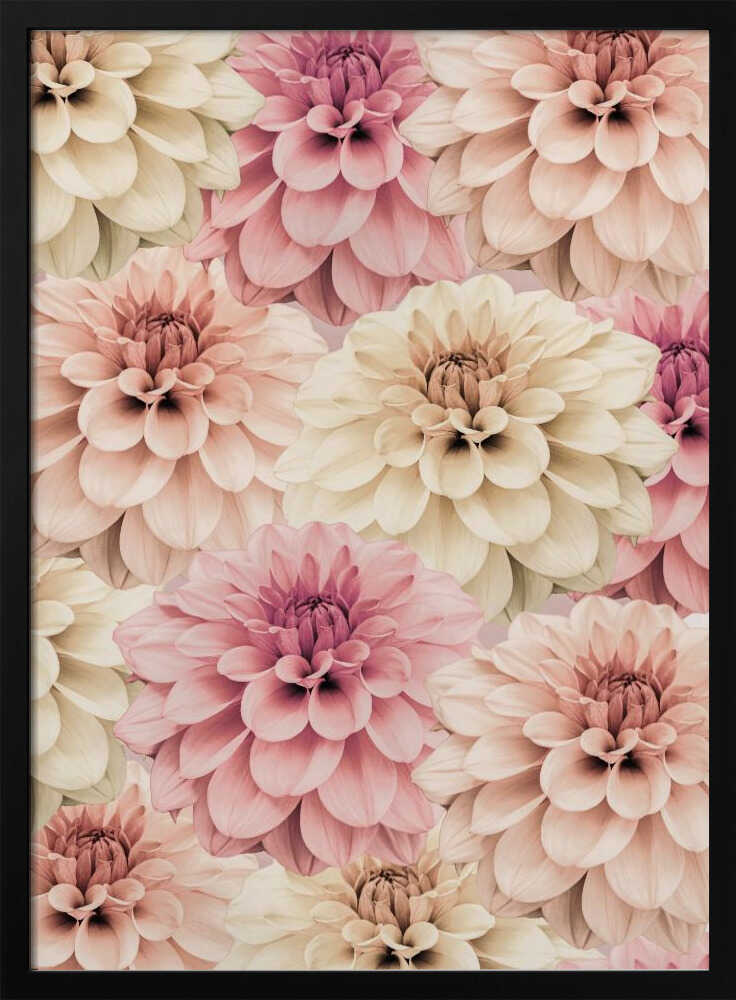 Dahlia Poster