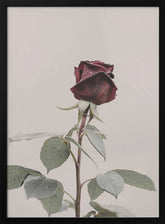 Rose Poster