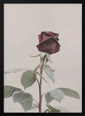 Rose Poster