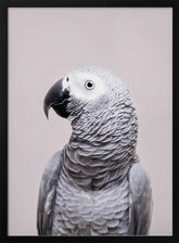 African Grey Poster