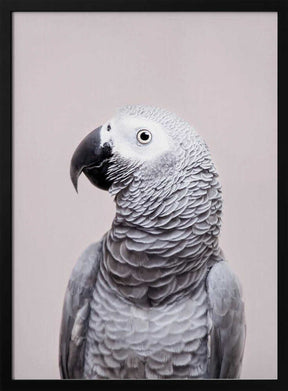 African Grey Poster