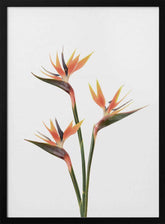 Birds of Paradise Poster