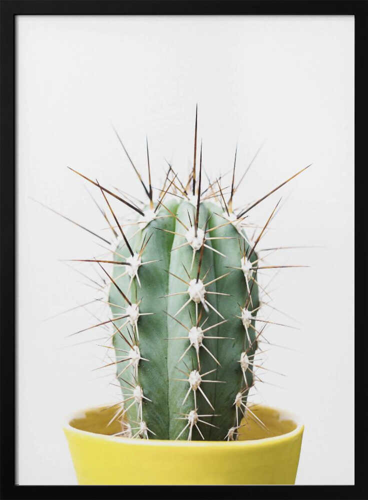Spikey Cactus Poster