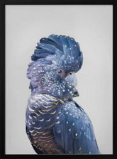 Black Cockatoo Poster