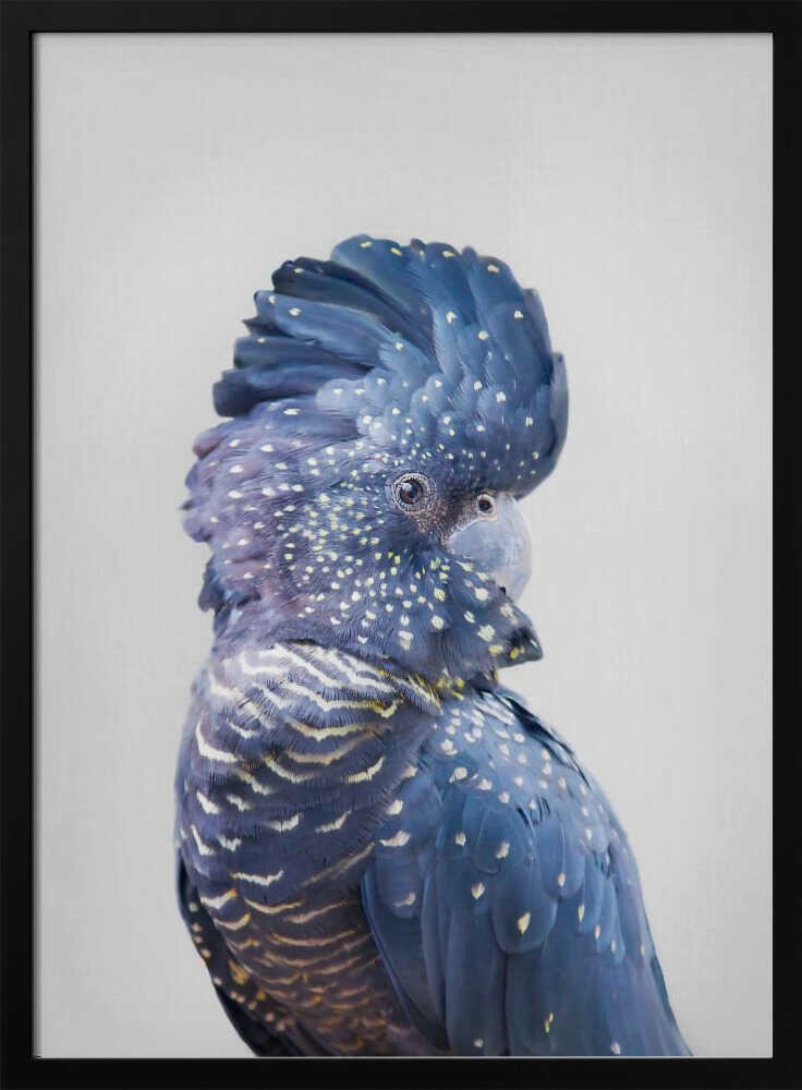Black Cockatoo Poster
