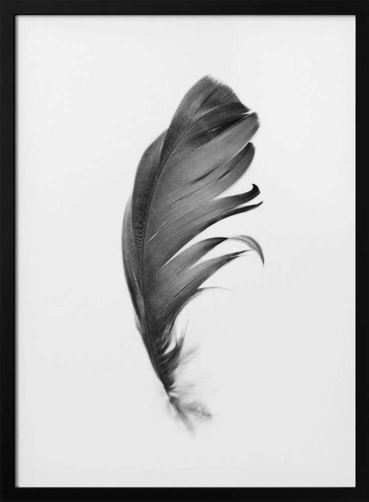 Feather Poster
