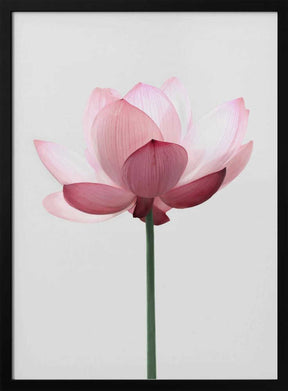 Lotus Flower Poster