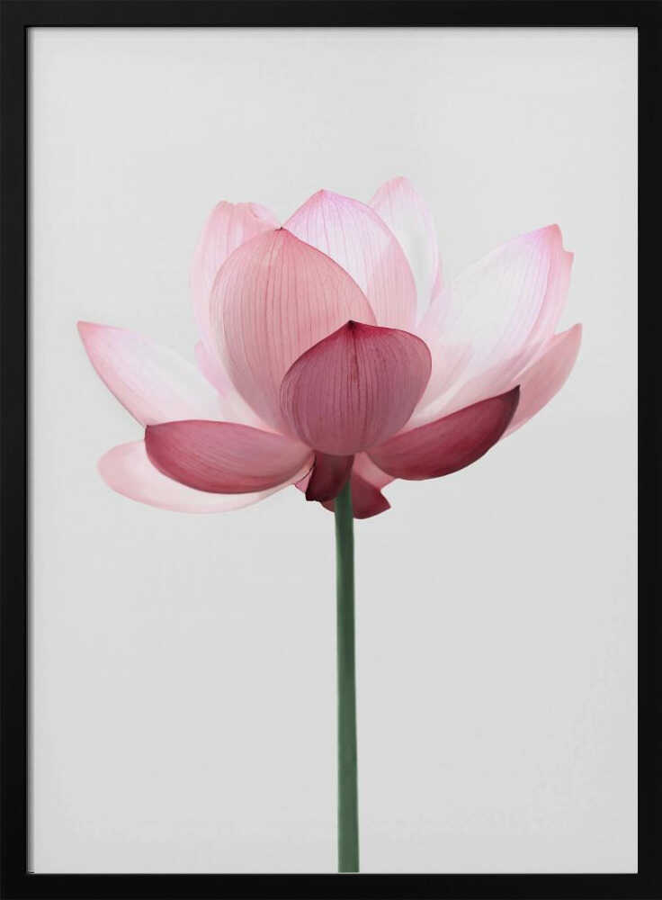 Lotus Flower Poster