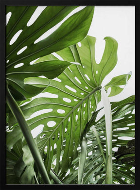 Jungle Poster