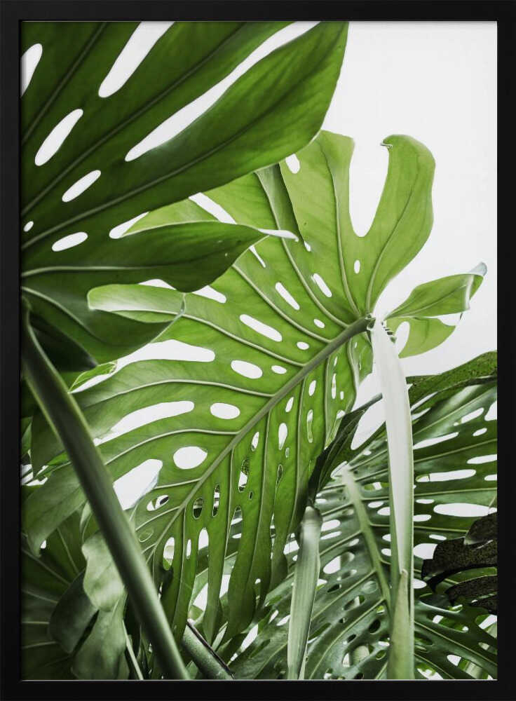 Jungle Poster