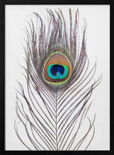 Peacock Feather Poster