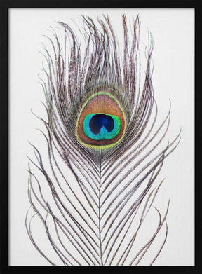 Peacock Feather Poster