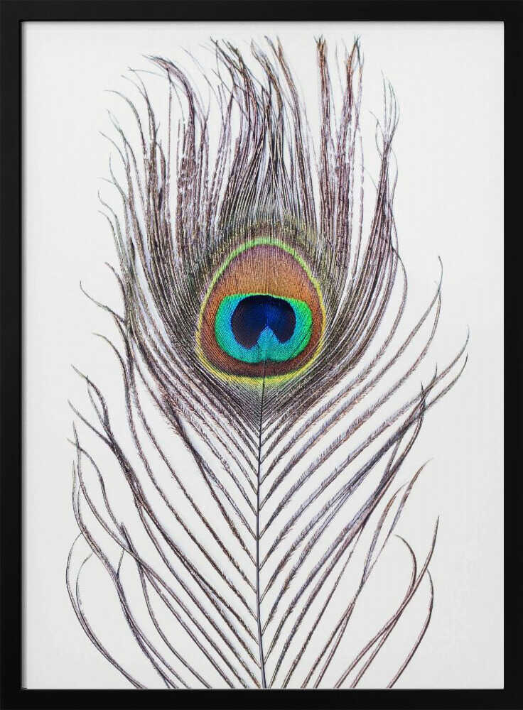 Peacock Feather Poster