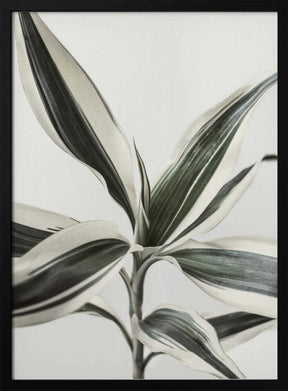 Foliage Poster
