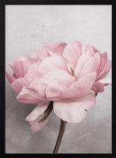 Peony Poster