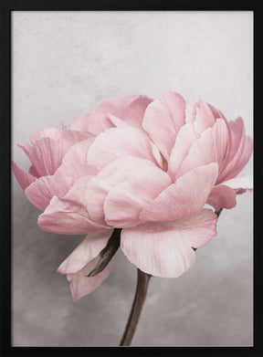 Peony Poster