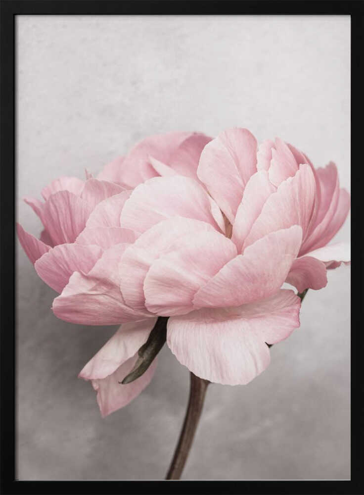 Peony Poster