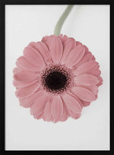 Pink Gerbera II Poster