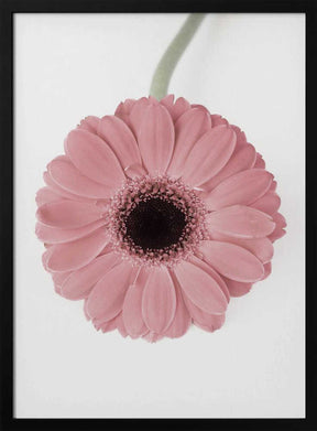 Pink Gerbera II Poster