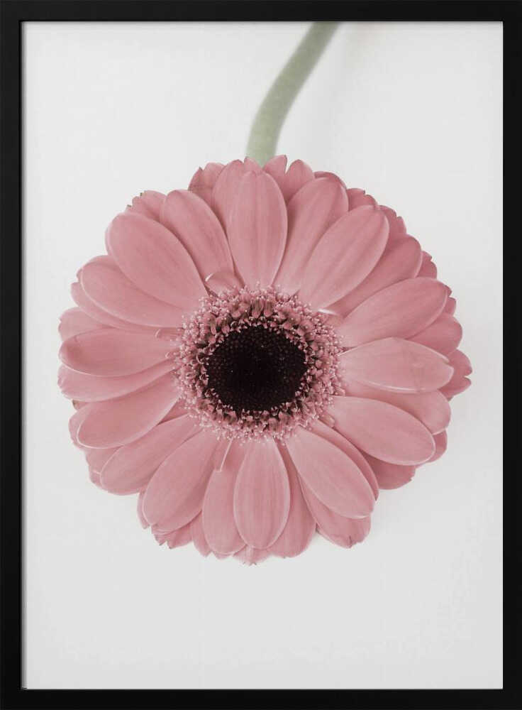 Pink Gerbera II Poster