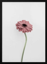 Pink Gerbera Poster
