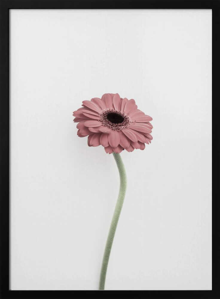 Pink Gerbera Poster
