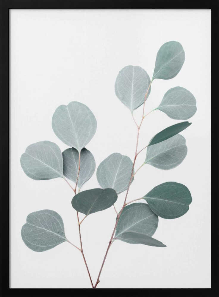 Silverdollar Poster