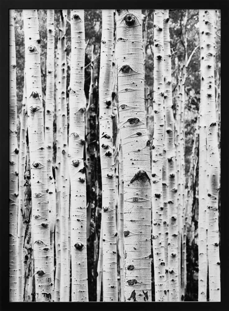 Birches Poster