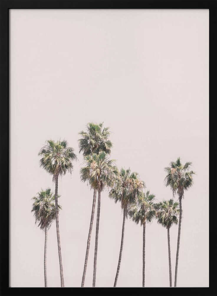 Blush Palms Poster