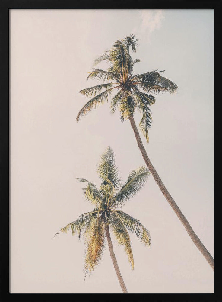 Tropical Palms Poster