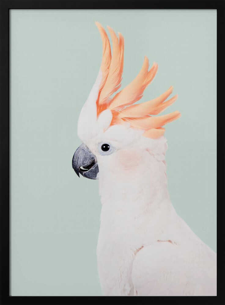 Cockatoo Poster