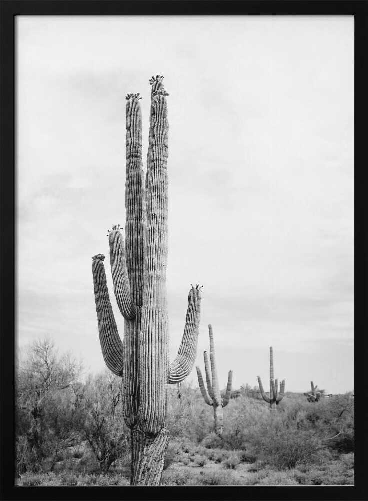 Saguaro B&amp;W Poster