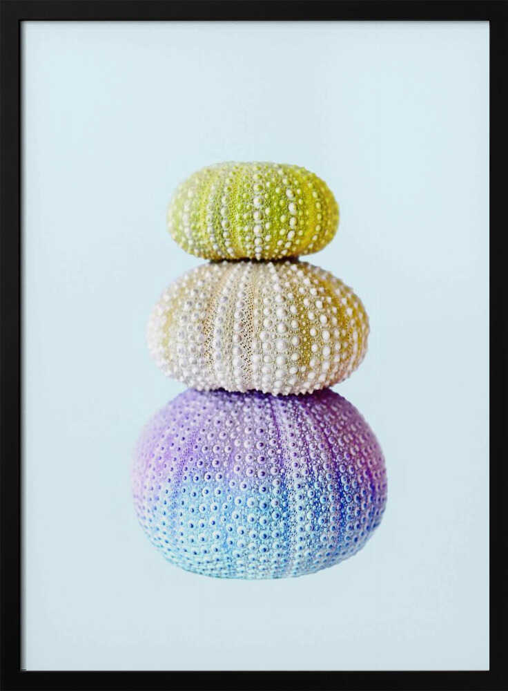 Sea Urchins Poster