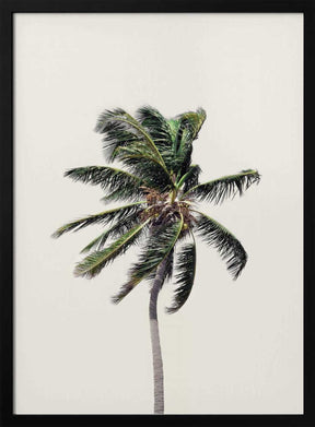 Windy Palm Tree Poster