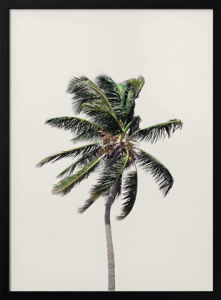 Windy Palm Tree Poster