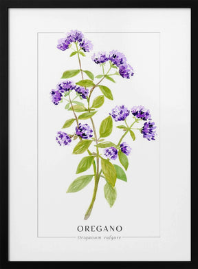 Oregano II Poster