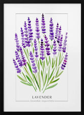 Lavender II Poster