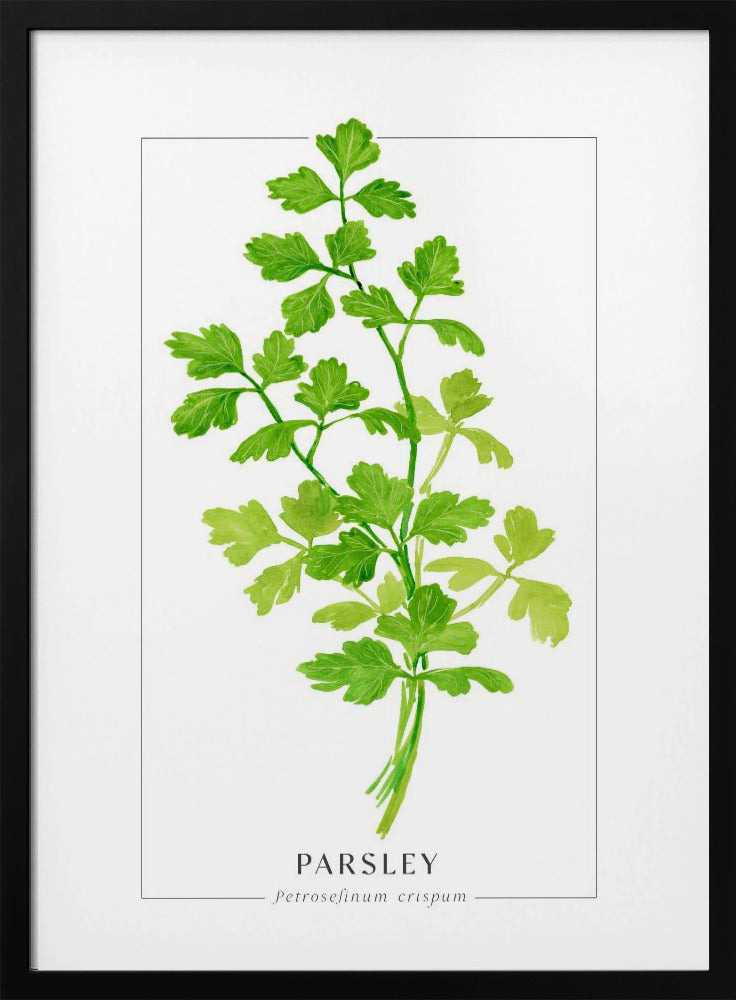 Parsley II Poster