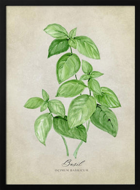 Basil vintage Poster