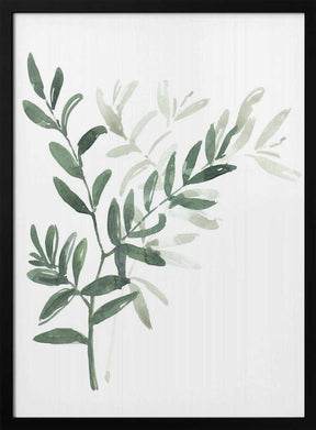 Watercolor laurel branch Poster