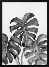 Monstera leaves in loose watercolor bw Poster