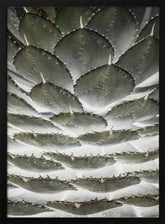 Spiral Succulent Poster