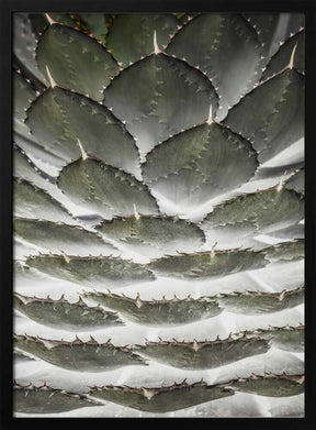 Spiral Succulent Poster